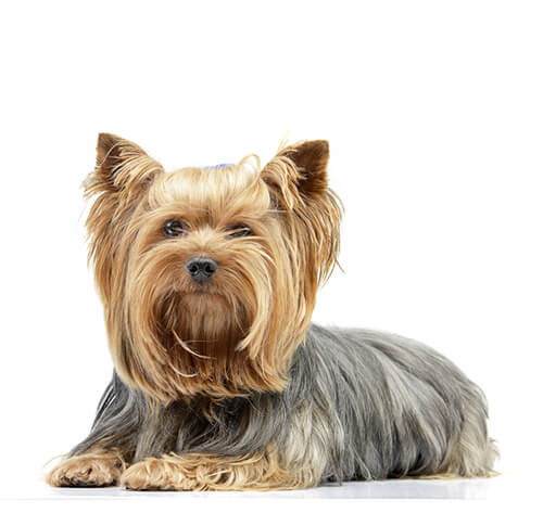 Informaci N Sobre La Raza De Perro Yorkshire Terrier Purina   BREED Hero 0141 Yorkshire Terrier 